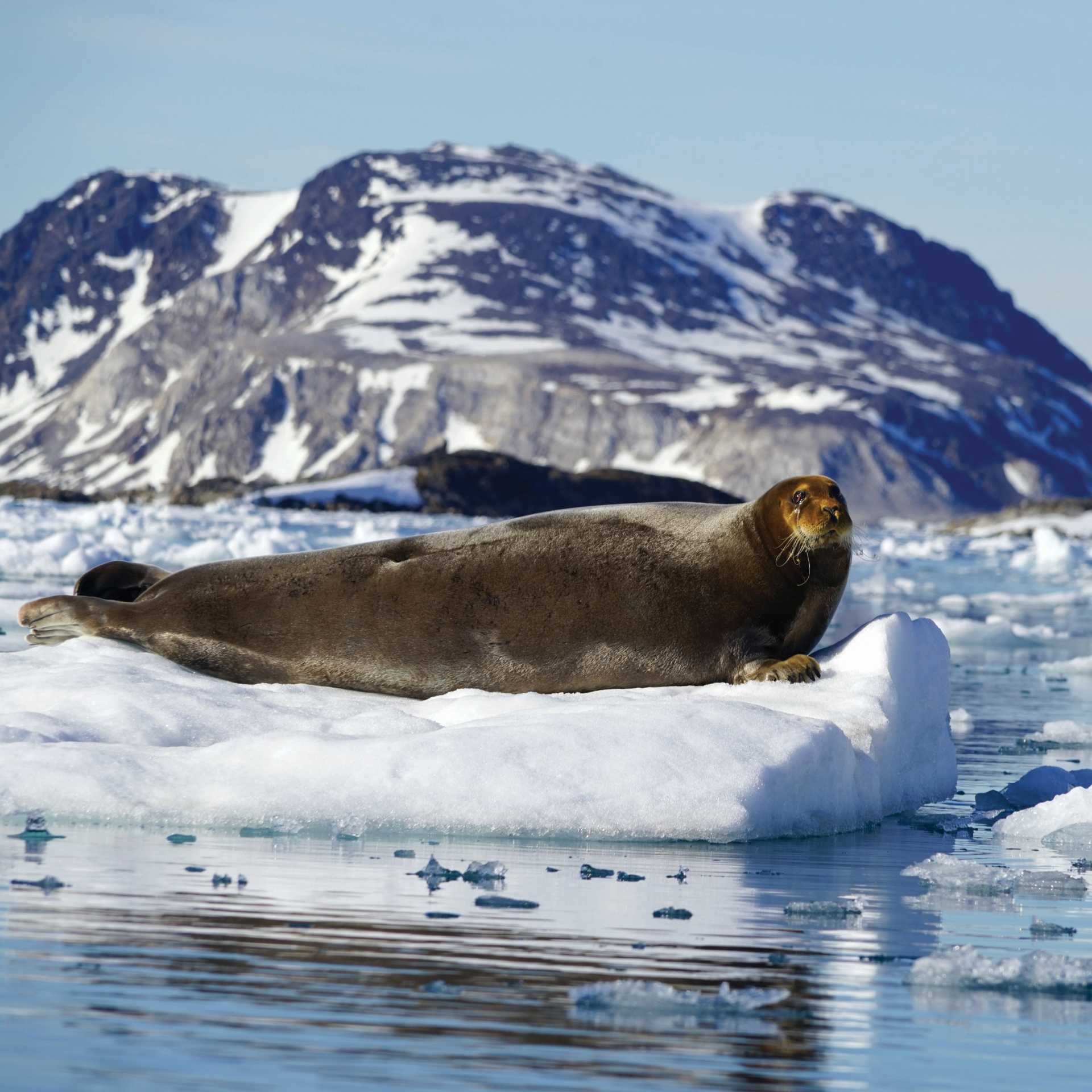 Curious Bearded Seal relaxing on the pack ice | Gesine Cheung