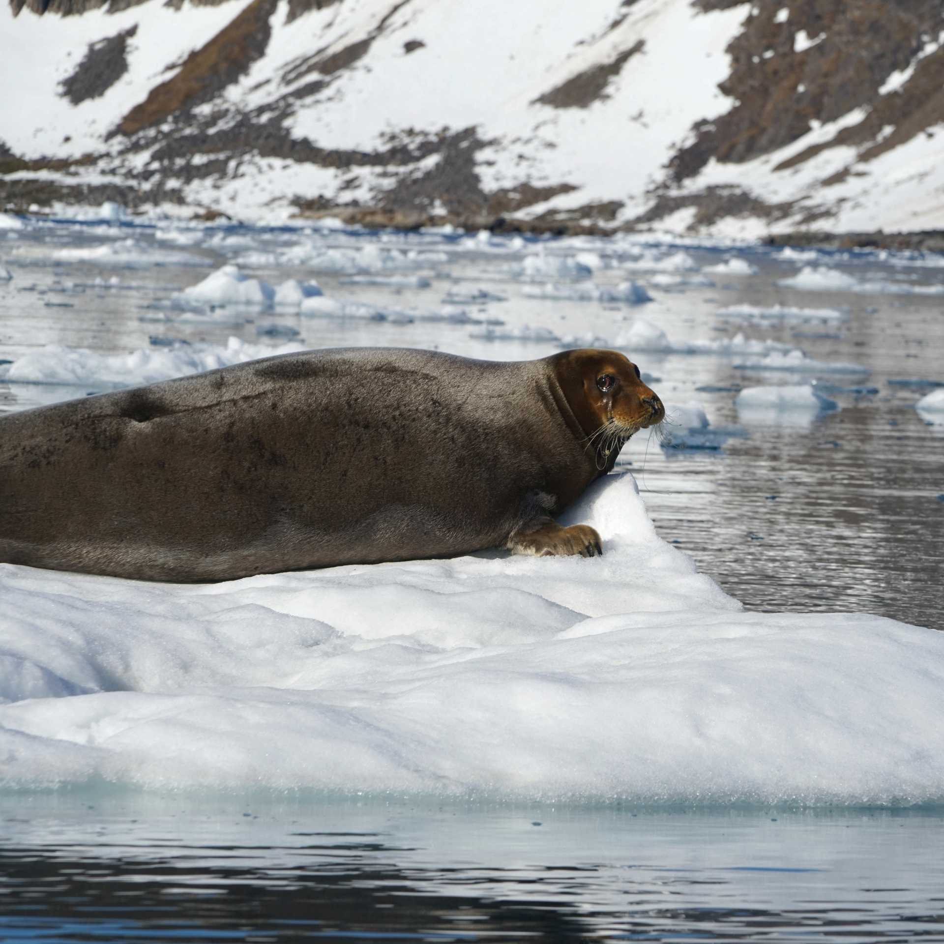 Bearded Seal relaxes in the sea ice | Gesine Cheung