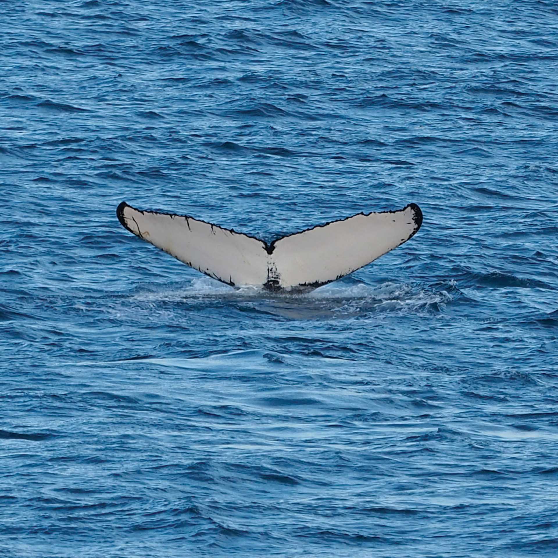 A humpback whale fluke's | Rachel Imber