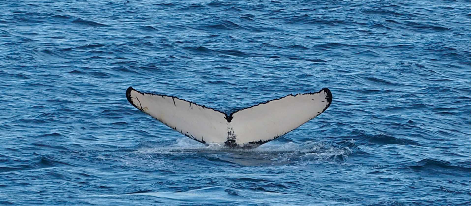 A humpback whale fluke's | Rachel Imber