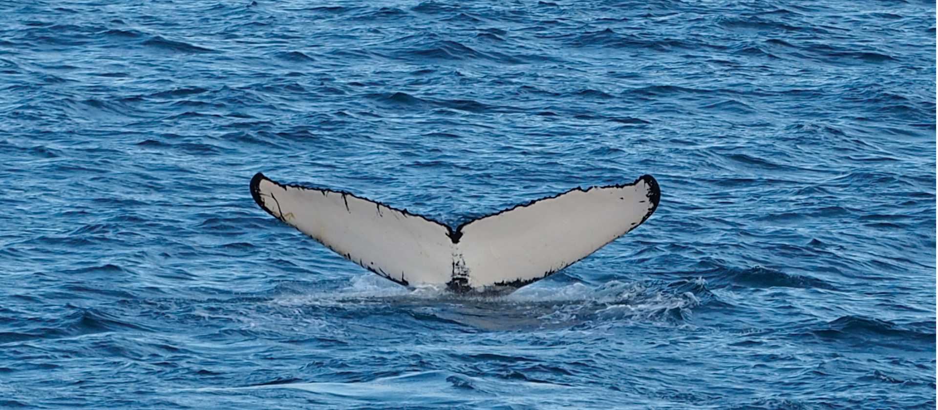 A humpback whale fluke's | Rachel Imber