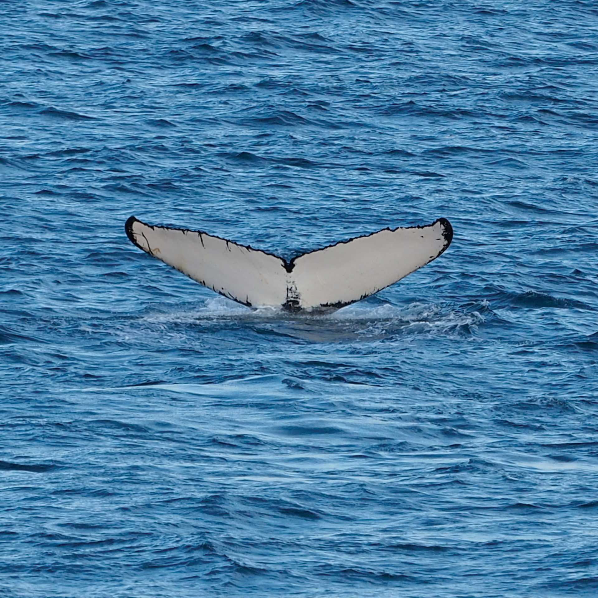 A humpback whale fluke's | Rachel Imber