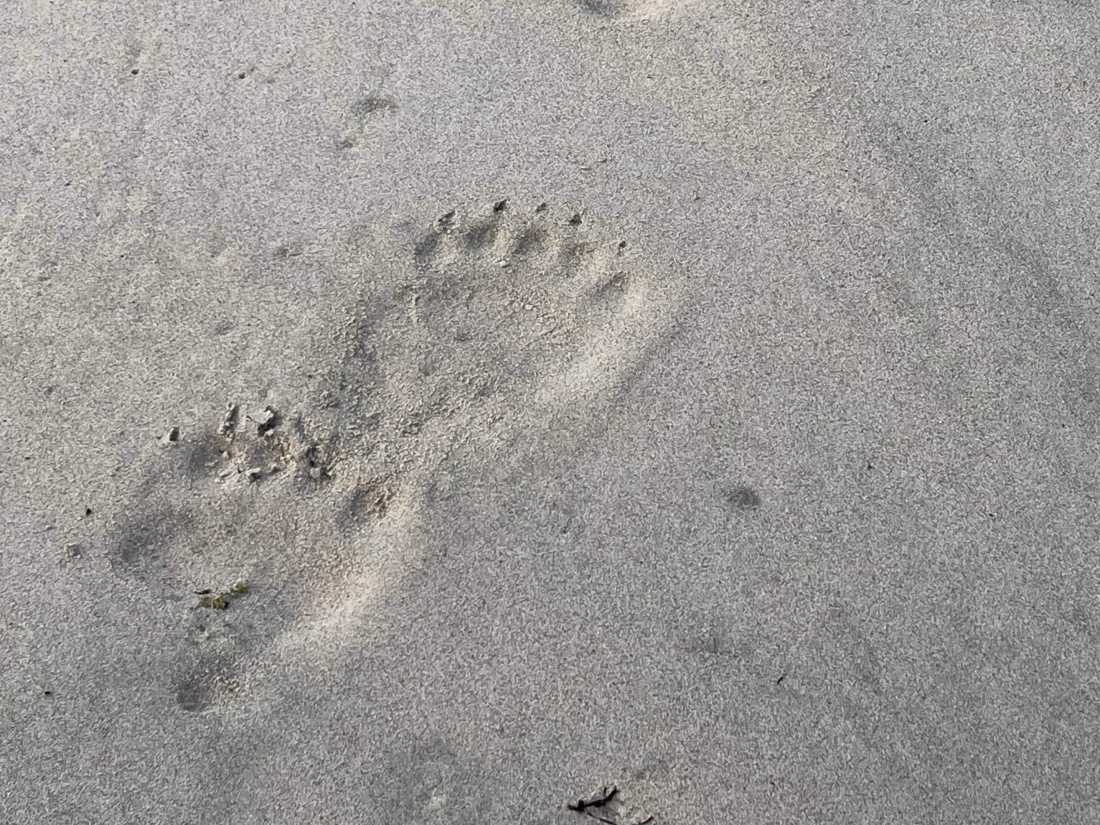 Polar Bear Tracks |  Shawn Weller