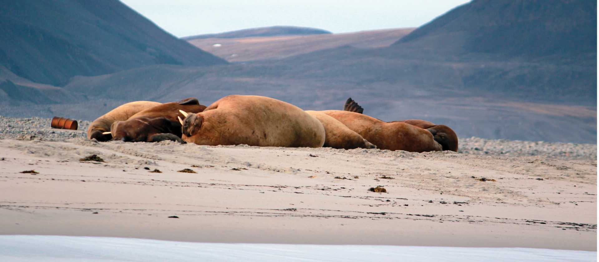 Walrus haulout in Young Sund, Greenland | Rachel Imber