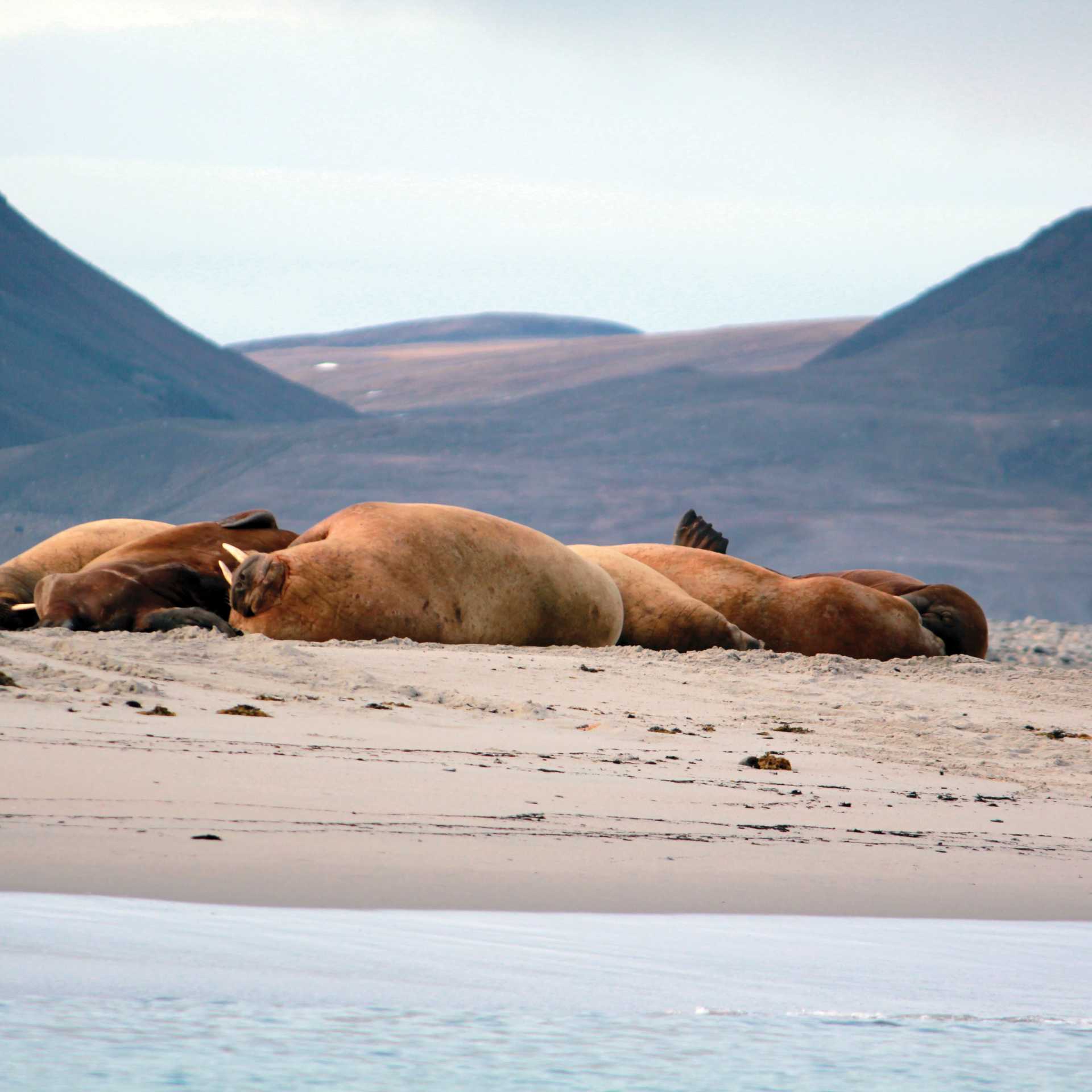 Walrus haulout in Young Sund, Greenland | Rachel Imber