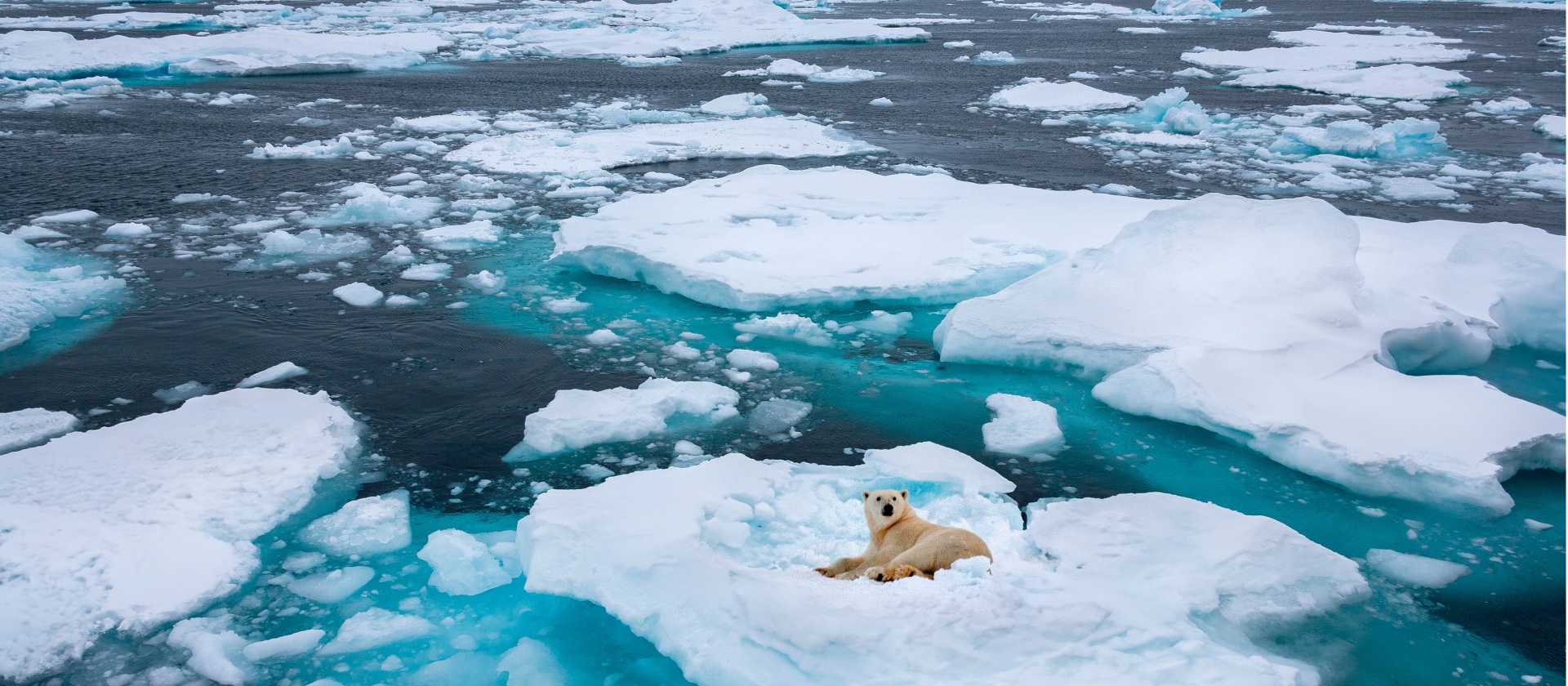 Polar bear resting on floating sea ice off Greenland. | Steve Allen
