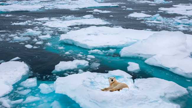 Polar bear resting on floating sea ice off Greenland. | Steve Allen