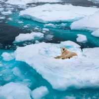 Polar bear resting on floating sea ice off Greenland. | Steve Allen