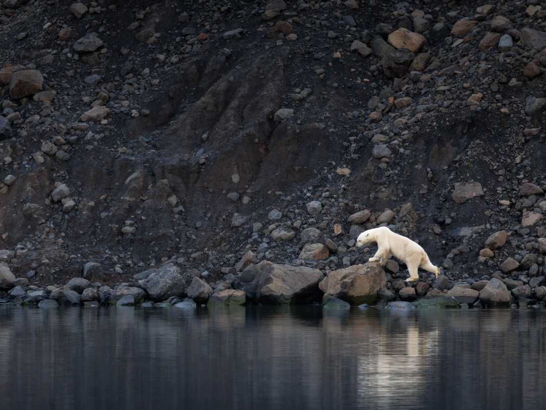Polar bear exploring the coastline in eastern Greenland |  Jane Rix