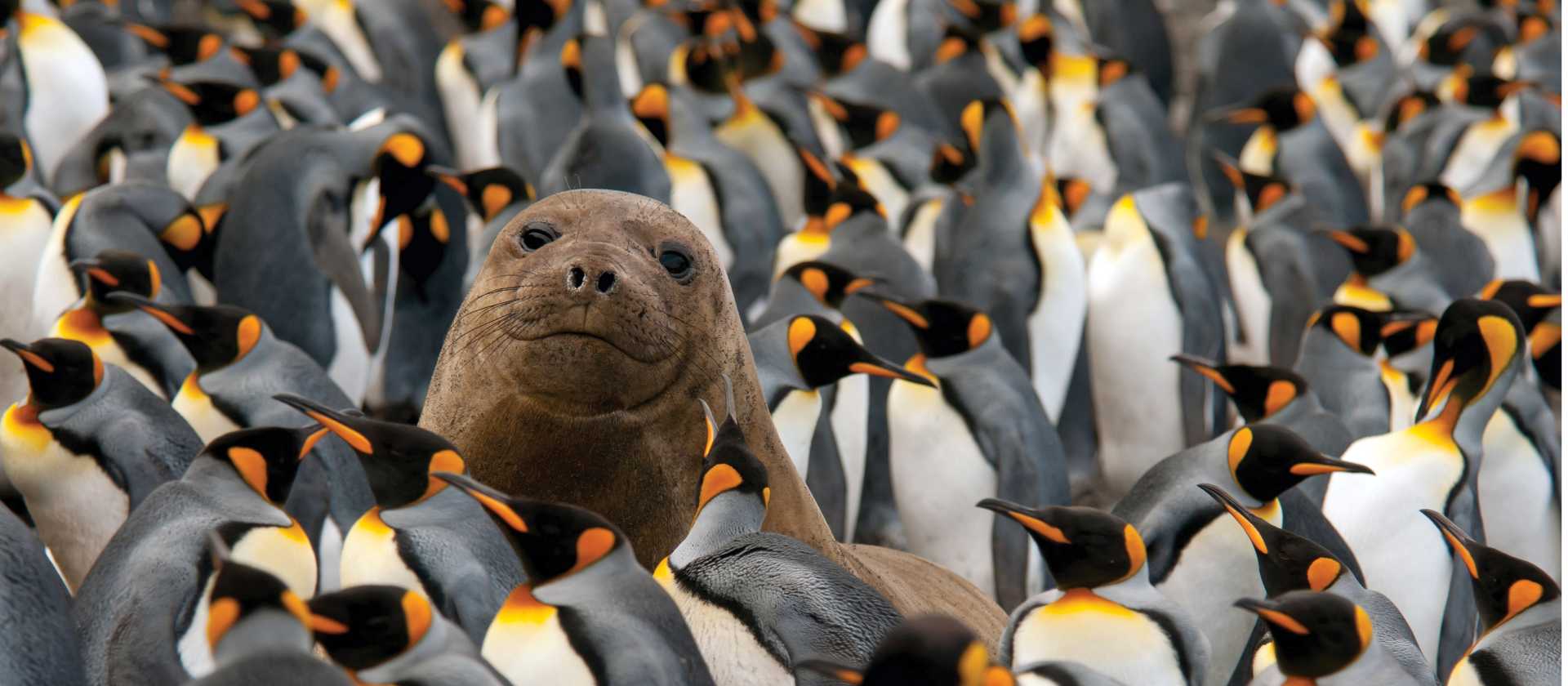 Young Elephant Seal in a King Penguin colony on Macquarie Island | G Riehle