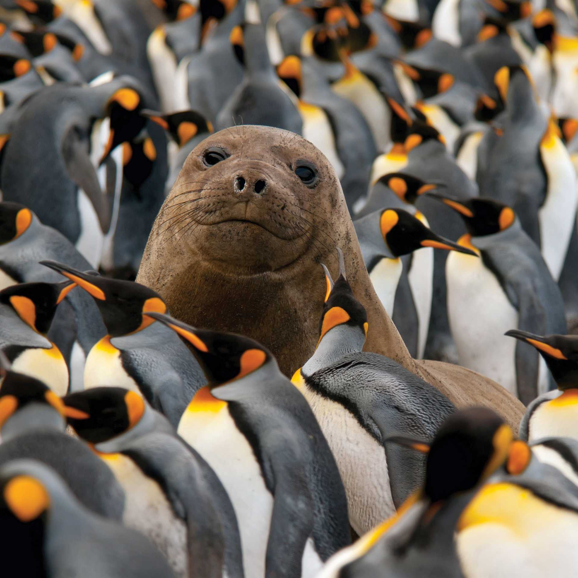 Young Elephant Seal in a King Penguin colony on Macquarie Island | G Riehle