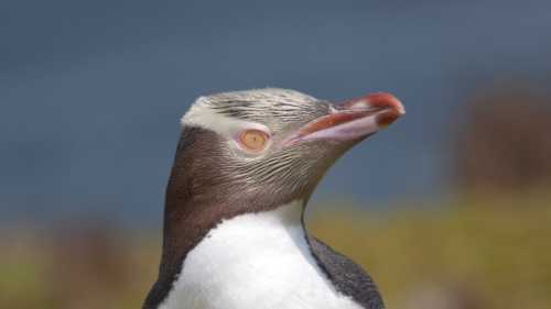 Yellow-eyed Penguin, Enderby Island
