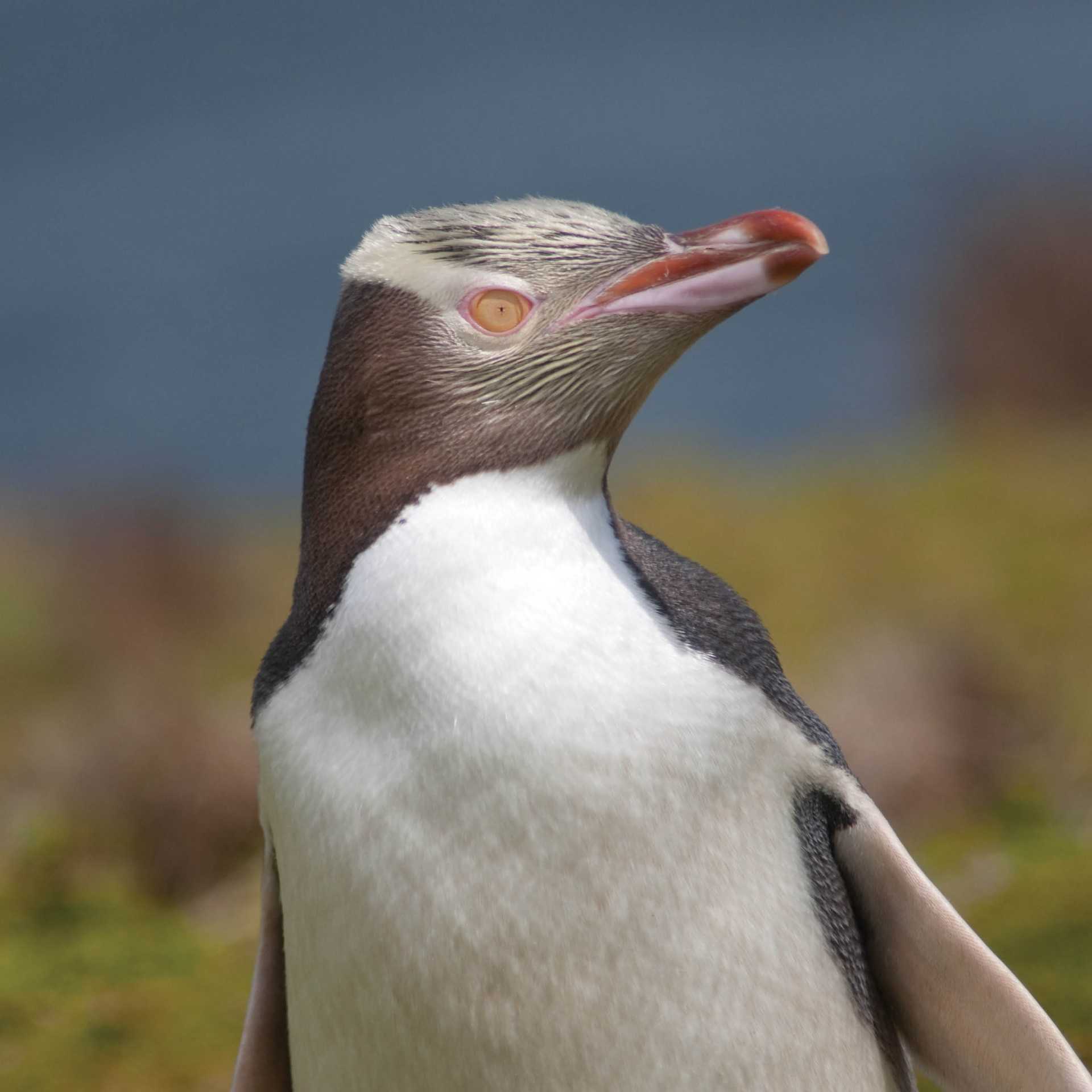 Yellow-eyed Penguin, Enderby Island
