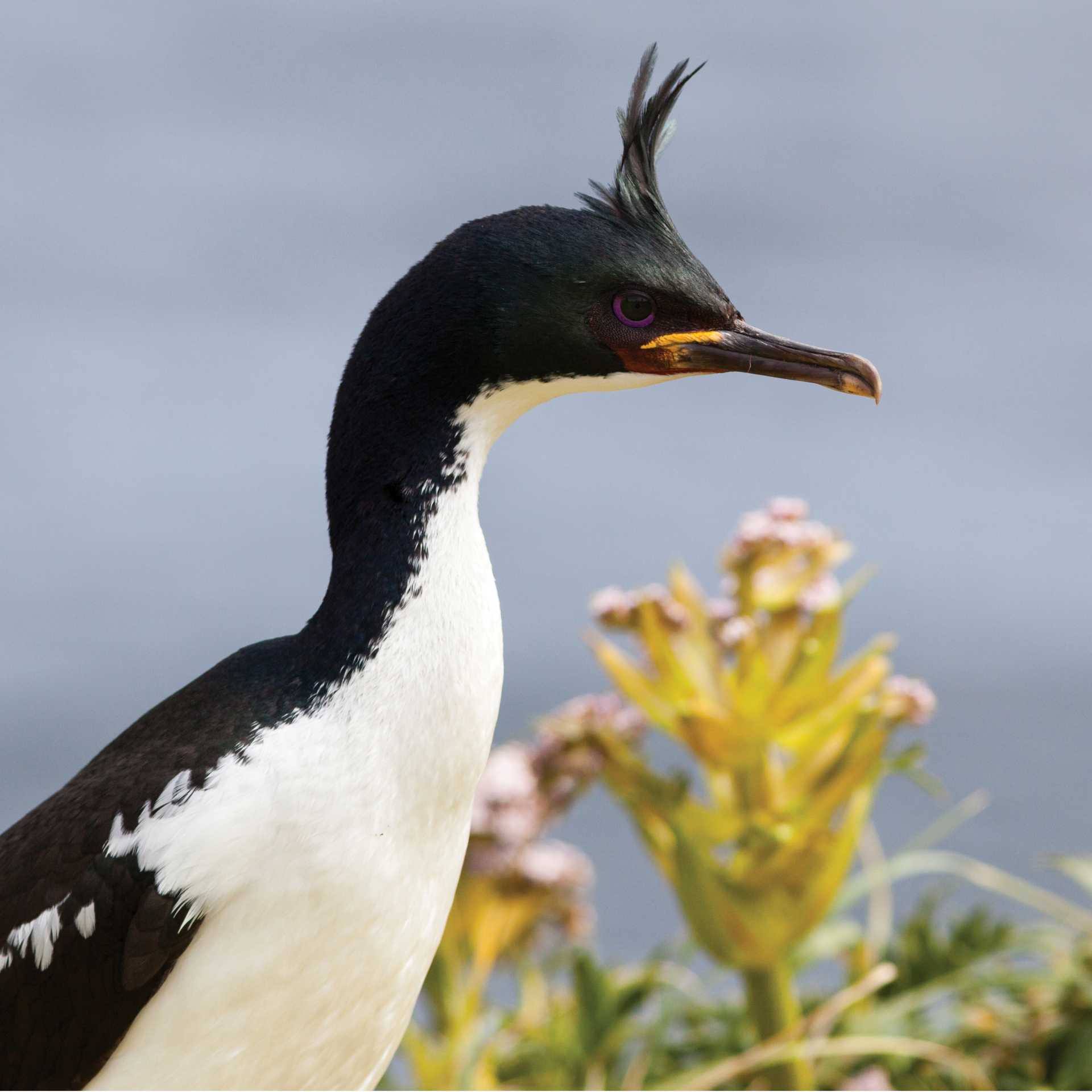 Auckland Islands Shag | S Blanc