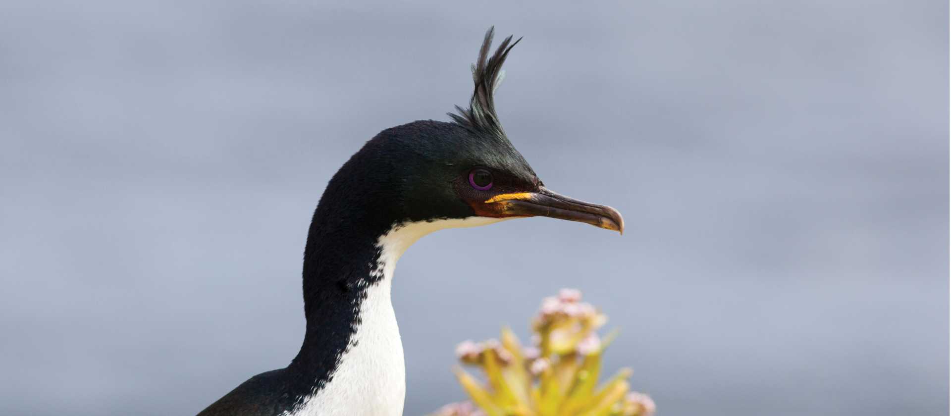Auckland Islands Shag | S Blanc