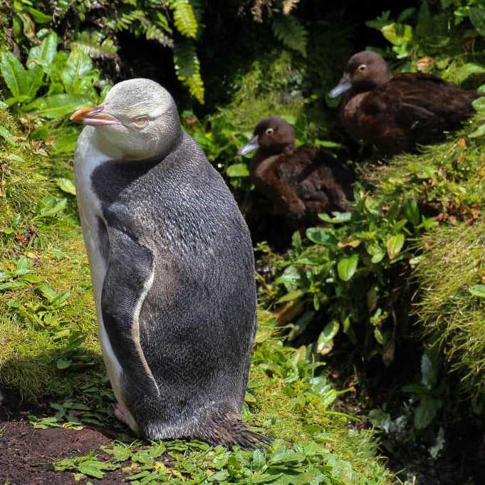 Yellow-eyed Penguin, Enderby Island | A Fergus