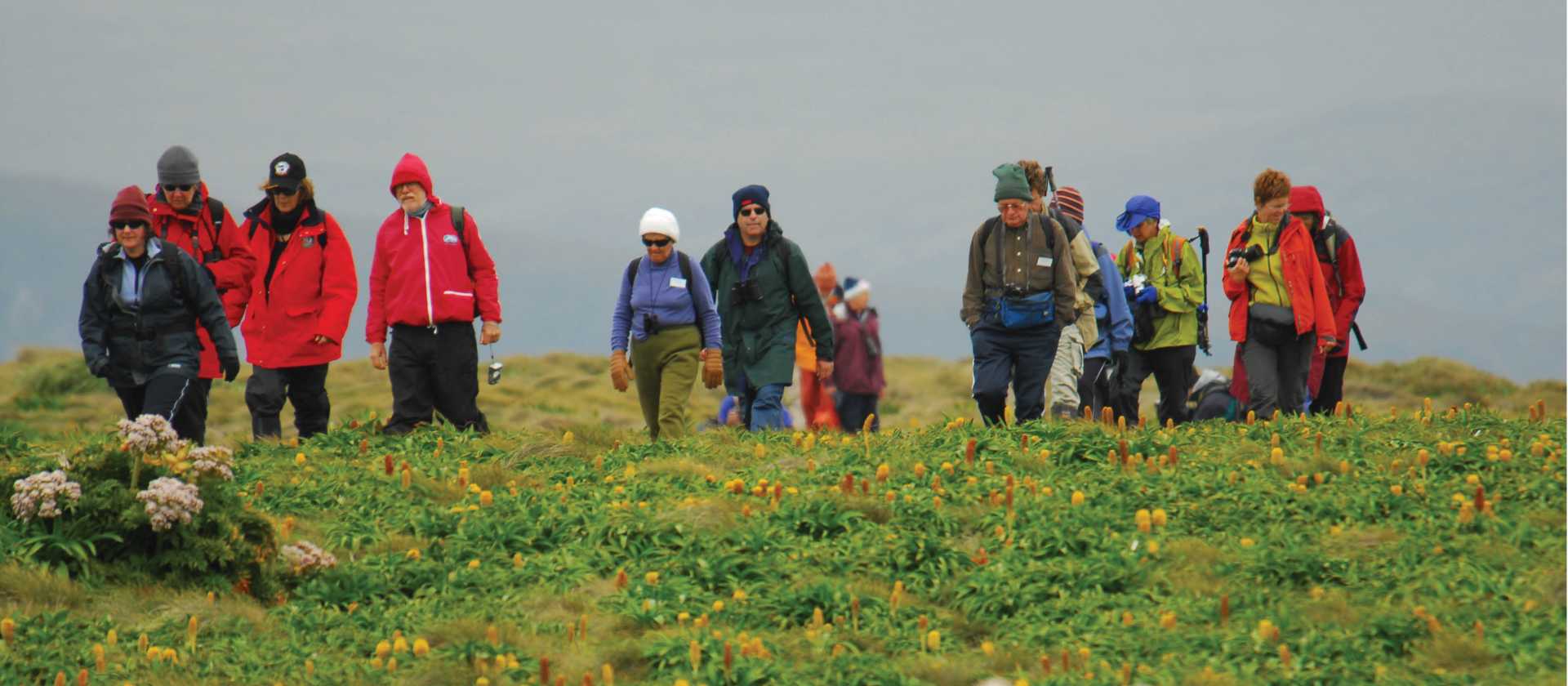 Walking through megaherbs on Campbell Island | Aaron Russ