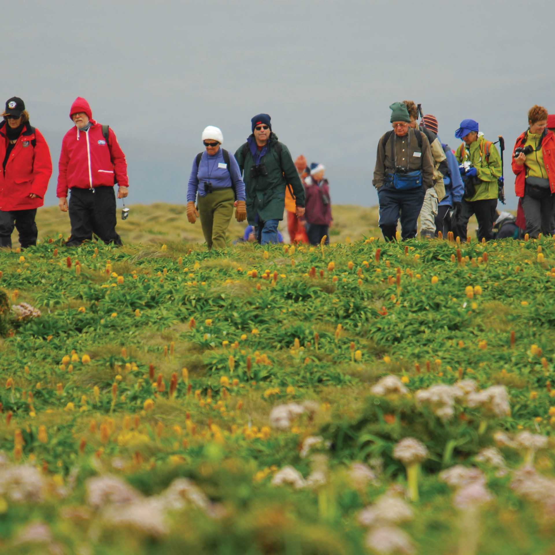 Walking through megaherbs on Campbell Island | Aaron Russ