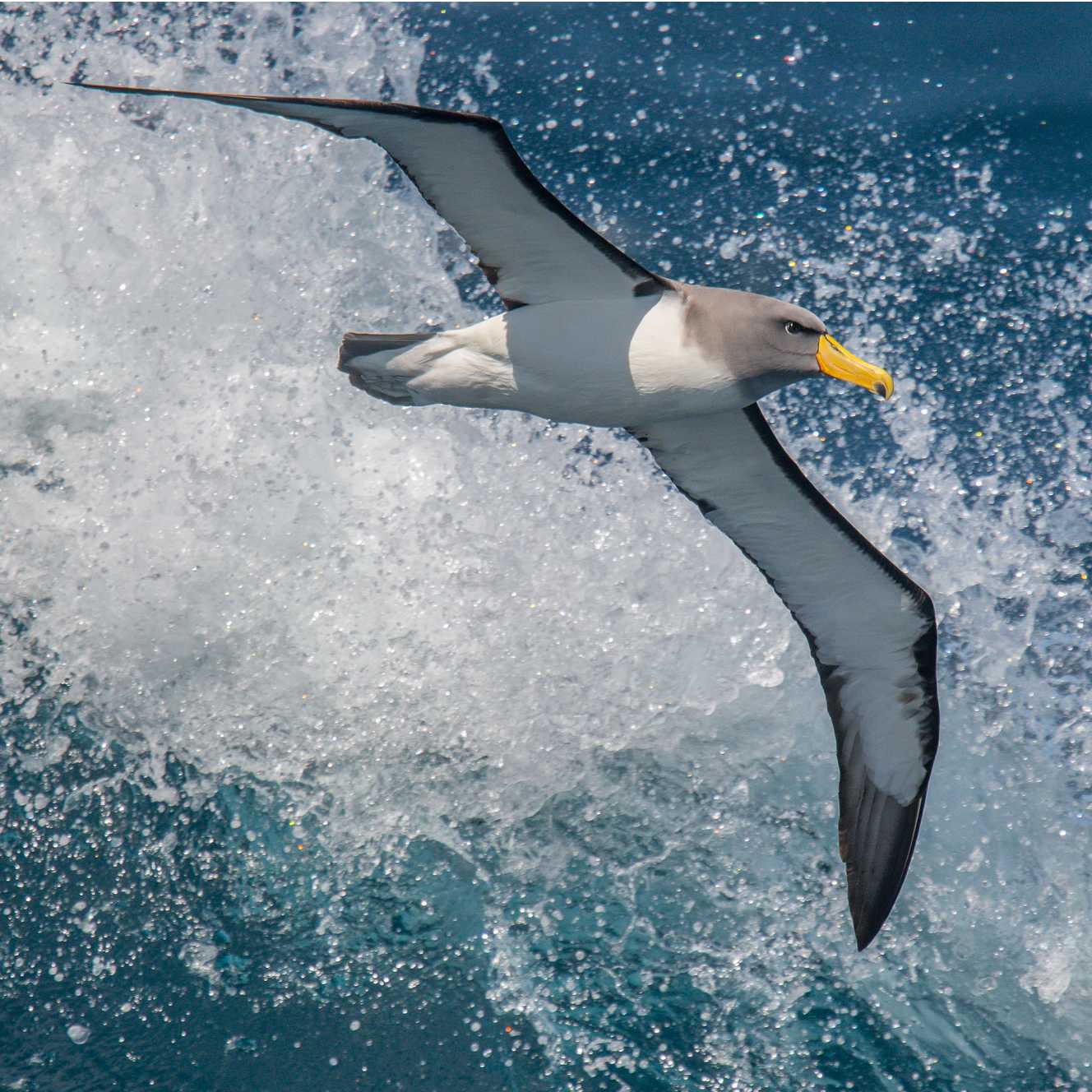 The spectacular Chatham Albatross in flight | Lisle Gwynn