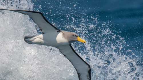 The spectacular Chatham Albatross in flight | Lisle Gwynn