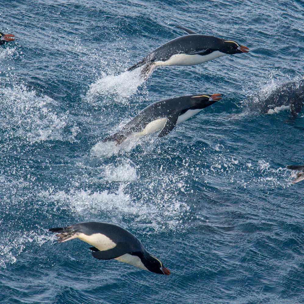Erect-crested Penguins bound effortlessy through the water | Lisle Gwynn