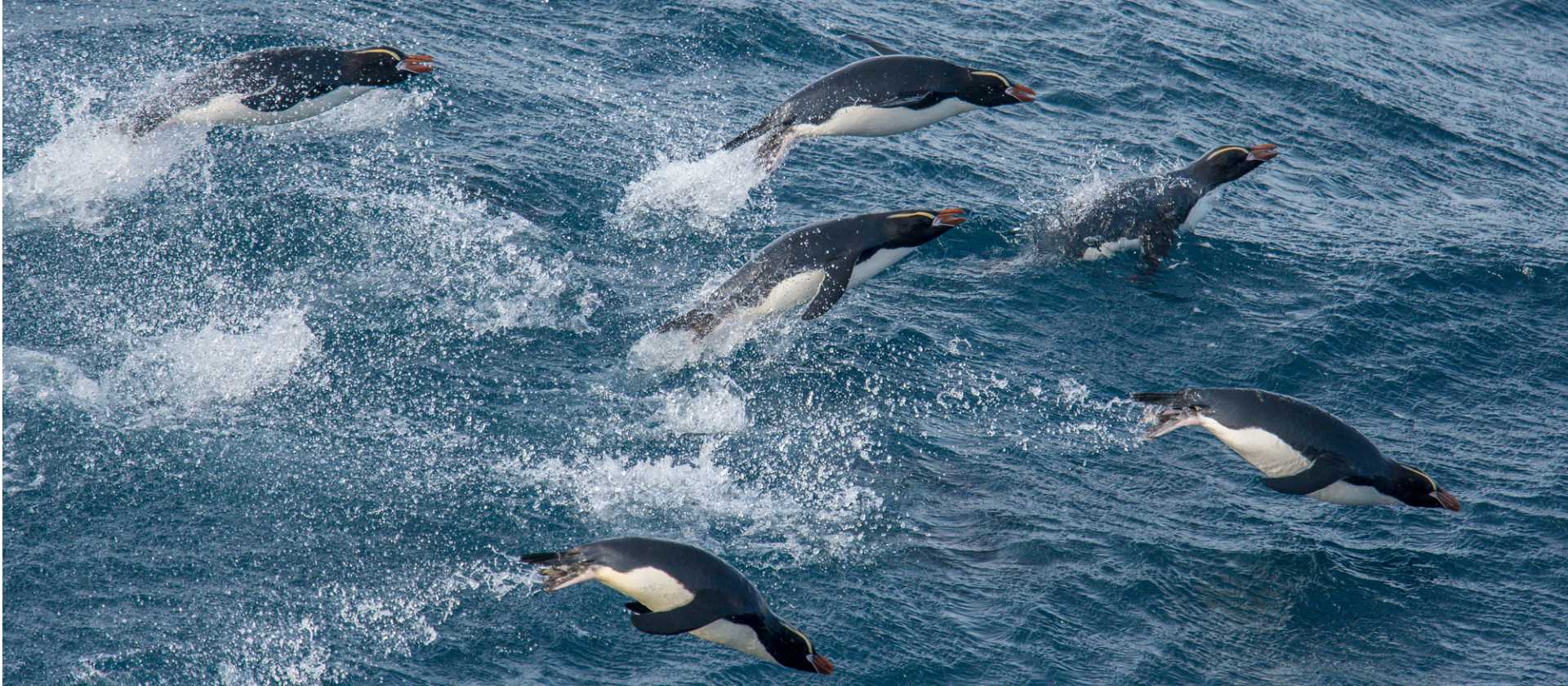 Erect-crested Penguins bound effortlessy through the water | Lisle Gwynn