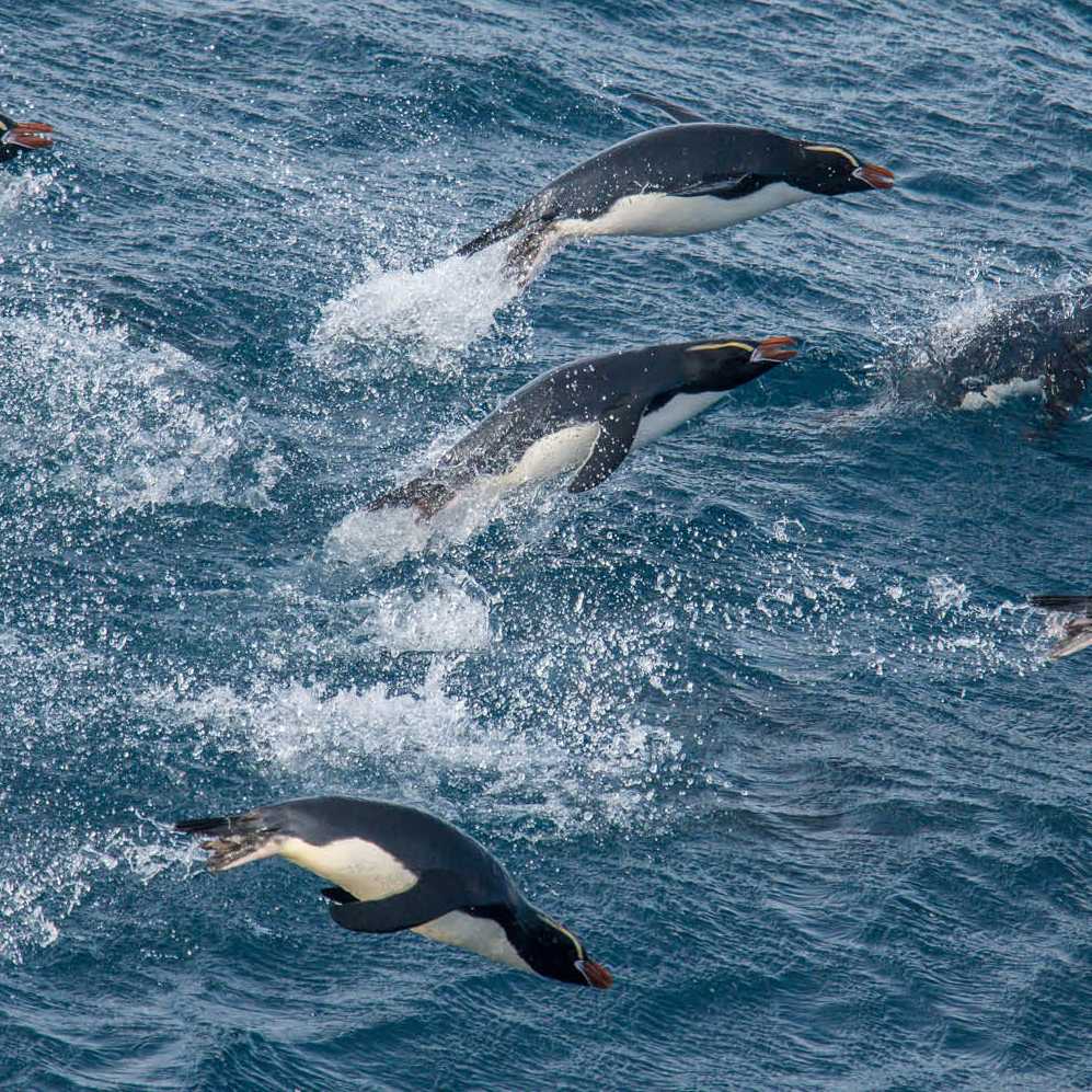 Erect-crested Penguins bound effortlessy through the water | Lisle Gwynn
