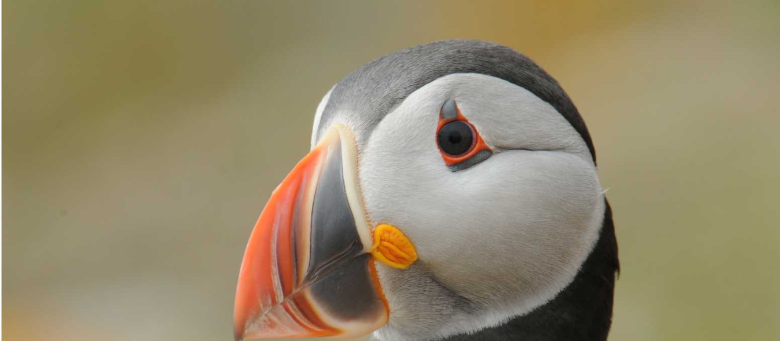 Close-up portrait of an Atlantic puffin | Aaron Russ