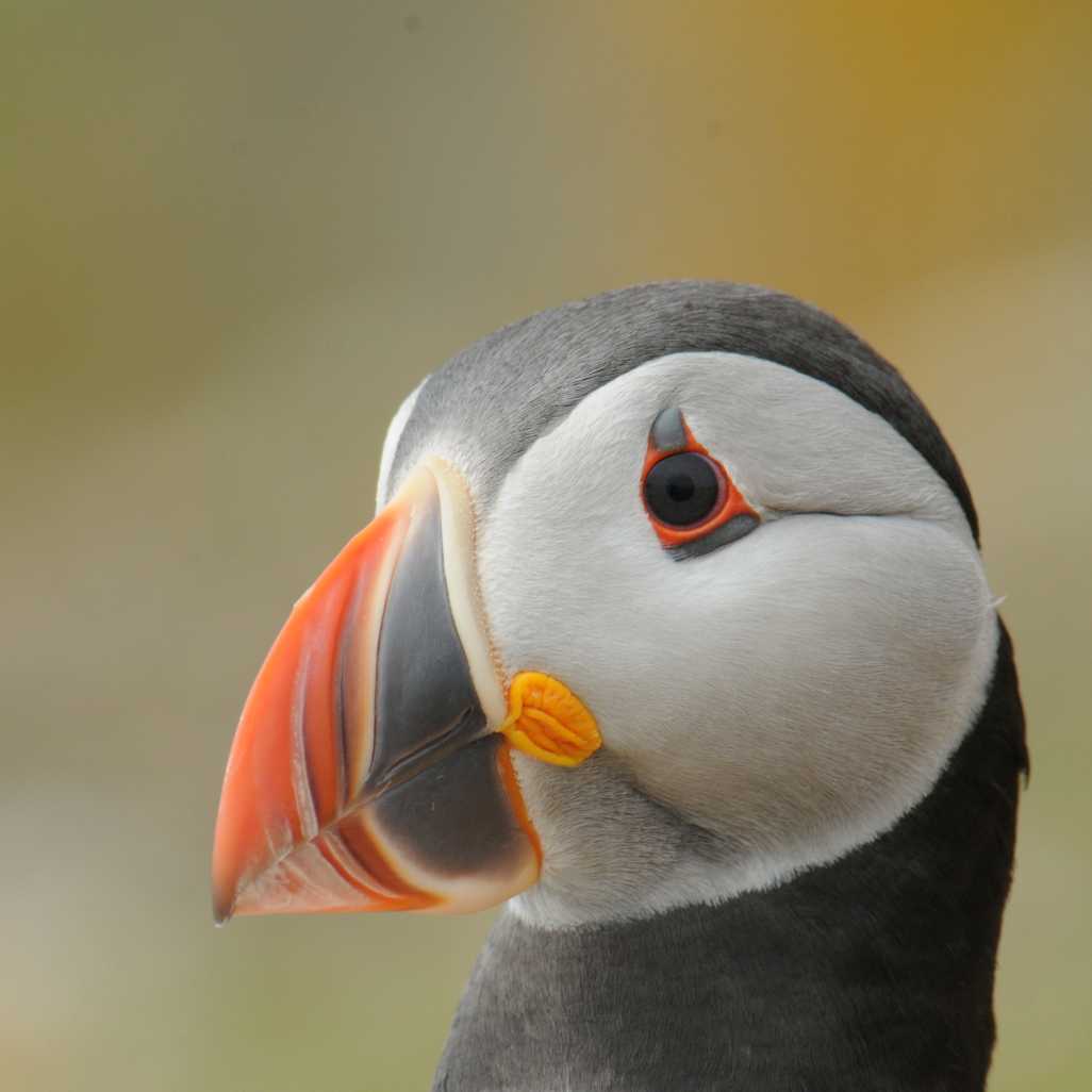 Close-up portrait of an Atlantic puffin | Aaron Russ