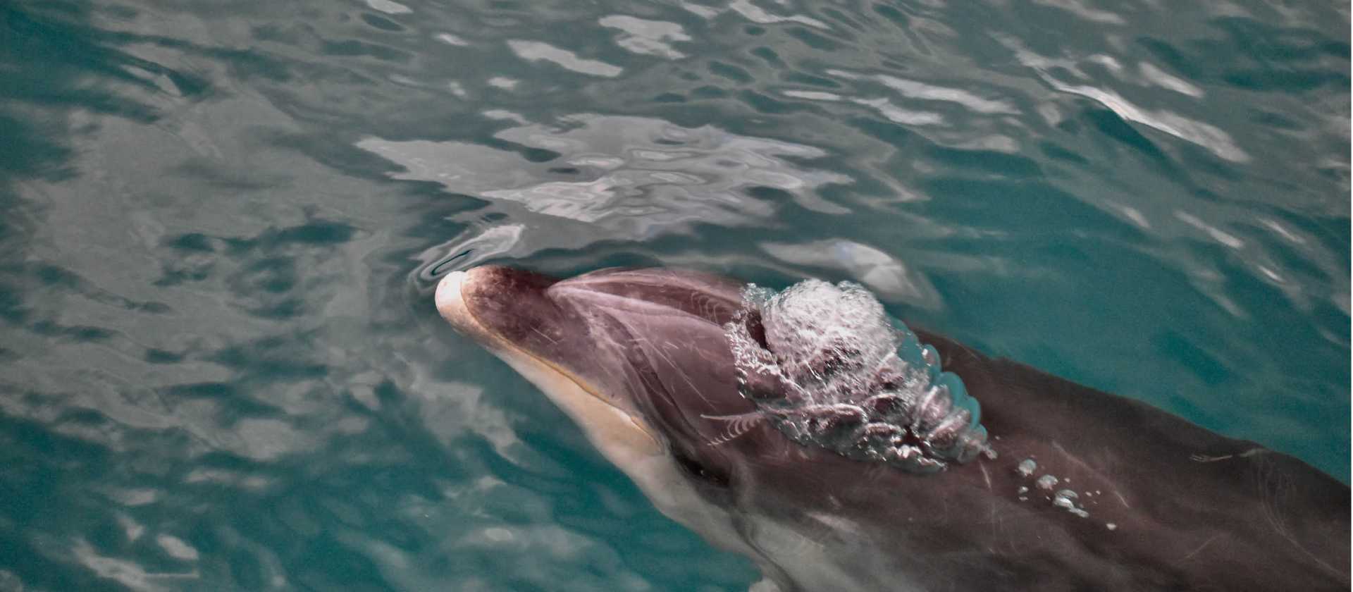 A dolphin cruises along with the boat | Heidi Dohn