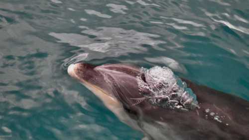 A dolphin cruises along with the boat | Heidi Dohn