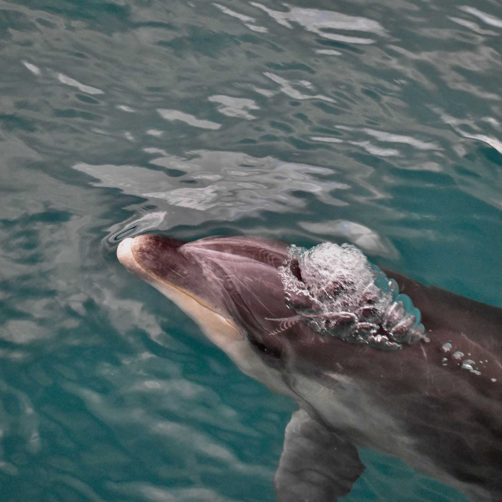 A dolphin cruises along with the boat | Heidi Dohn