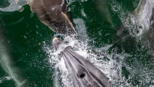 Dusky Dolphins | Steve Bradley