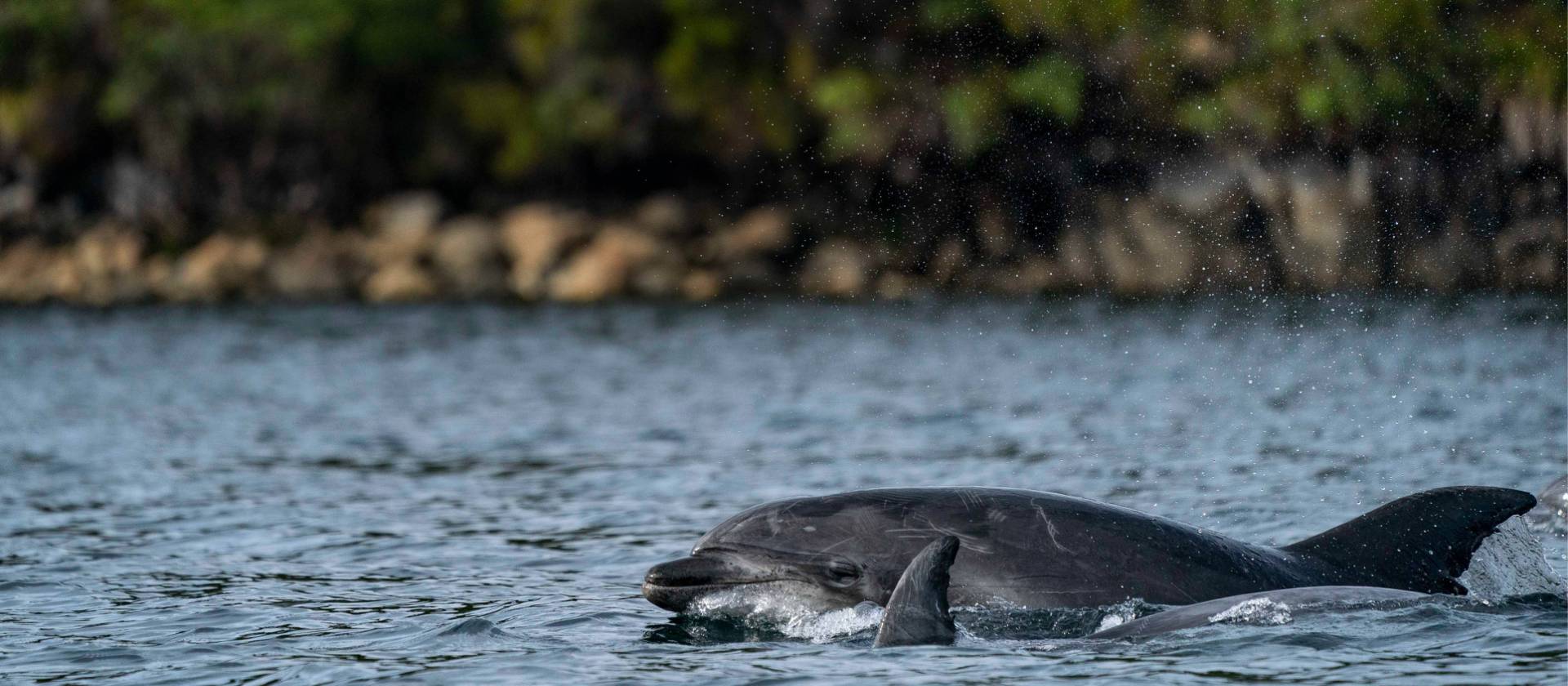 Dolphins in Dusky Sound | Fiona Wardle