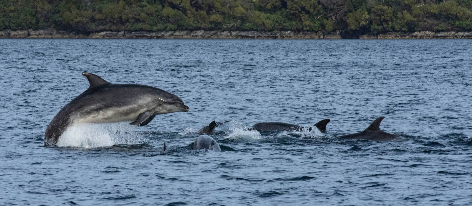 Playful dolphins, Dusky Sound | V Lubrick