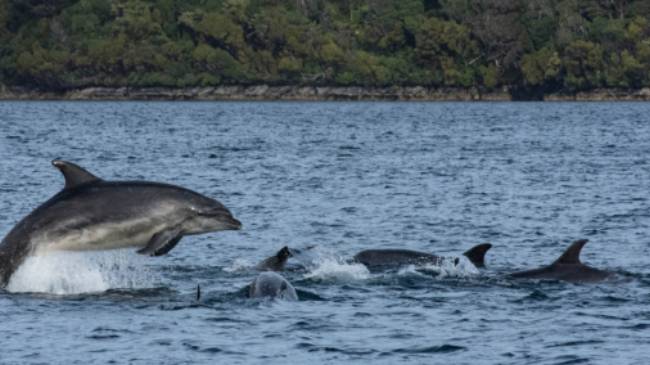 Playful dolphins, Dusky Sound | V Lubrick