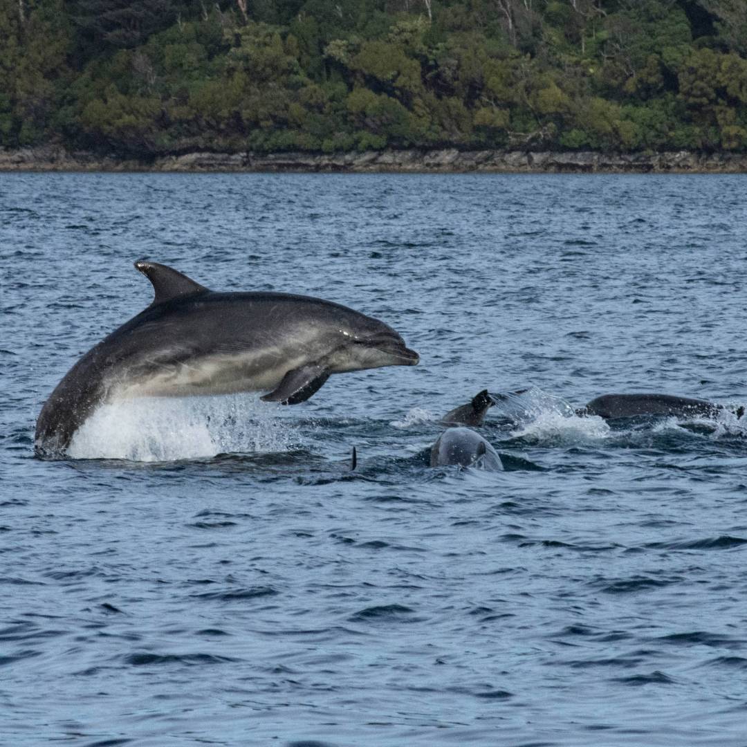 Playful dolphins, Dusky Sound | V Lubrick