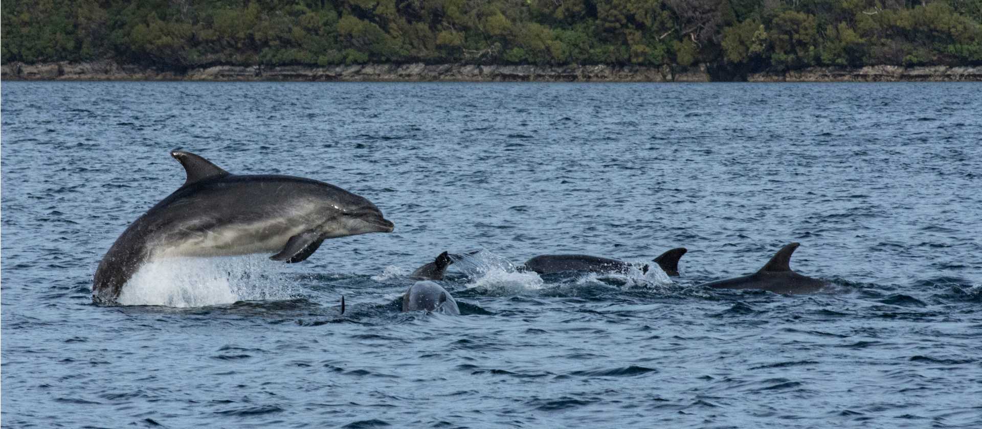 Playful dolphins, Dusky Sound | V Lubrick