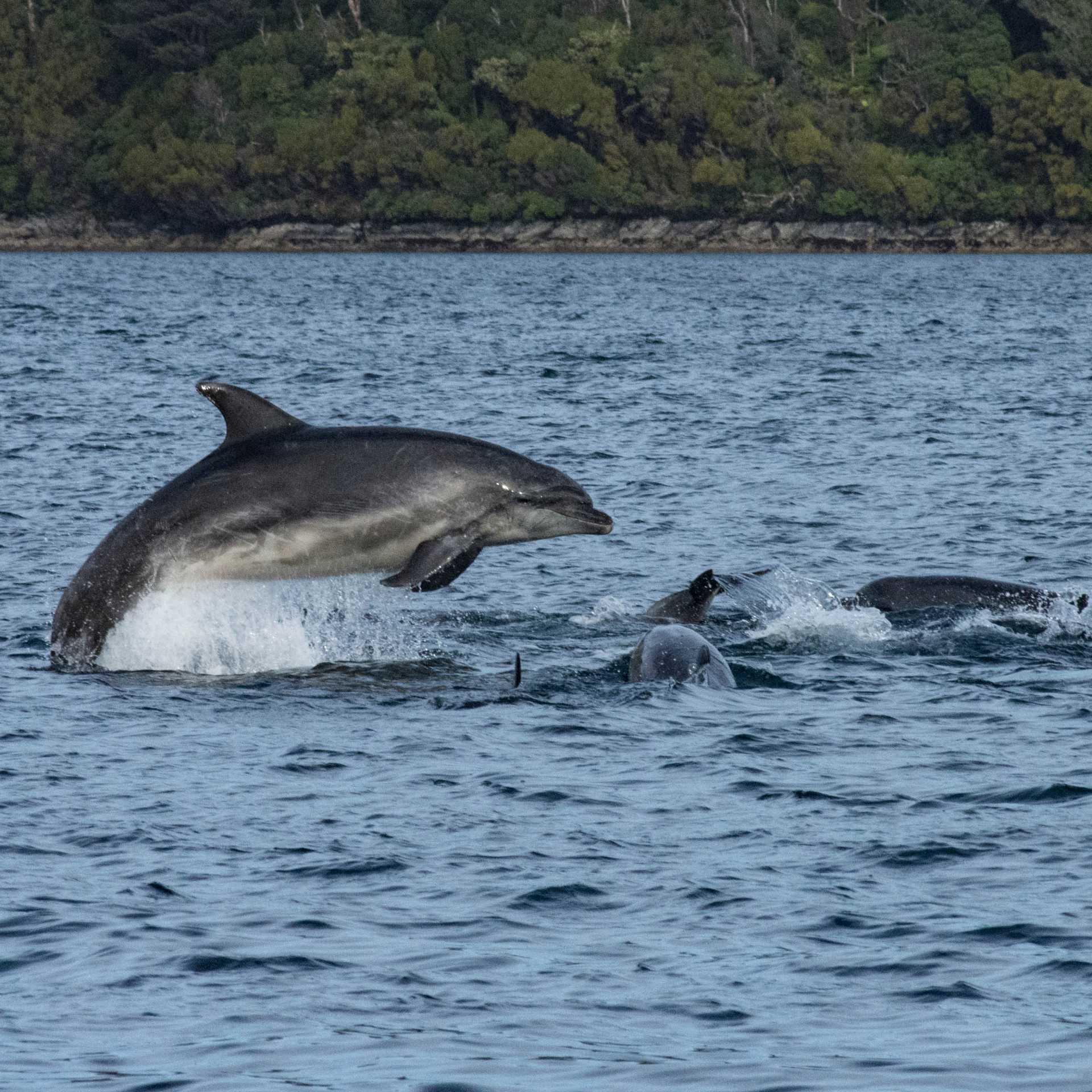 Playful dolphins, Dusky Sound | V Lubrick