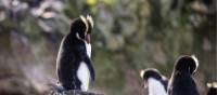 Erect-crested Penguins in the Antipodes Islands | A Woods