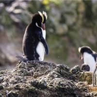 Erect-crested Penguins in the Antipodes Islands | A Woods