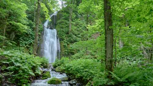 Lush forests in Towada-Hachimantai National Park | Ewan Bell