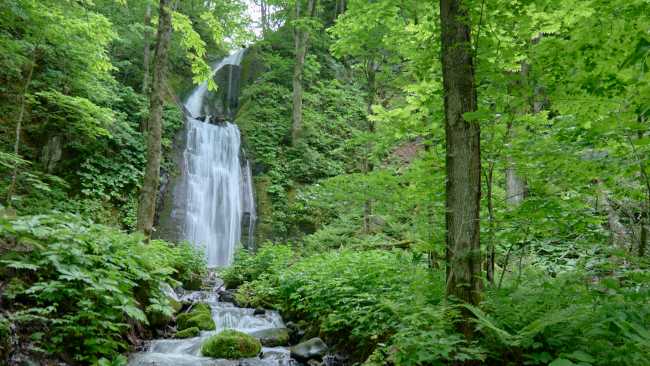 Lush forests in Towada-Hachimantai National Park | Ewan Bell