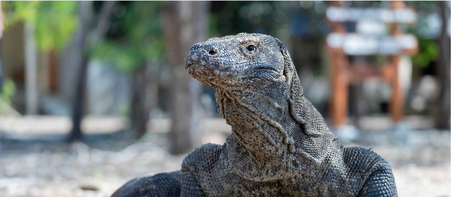 Komodo Dragon | Fiona Wardle