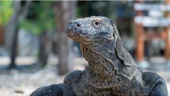 Komodo Dragon