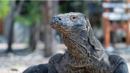 Komodo Dragon | Fiona Wardle