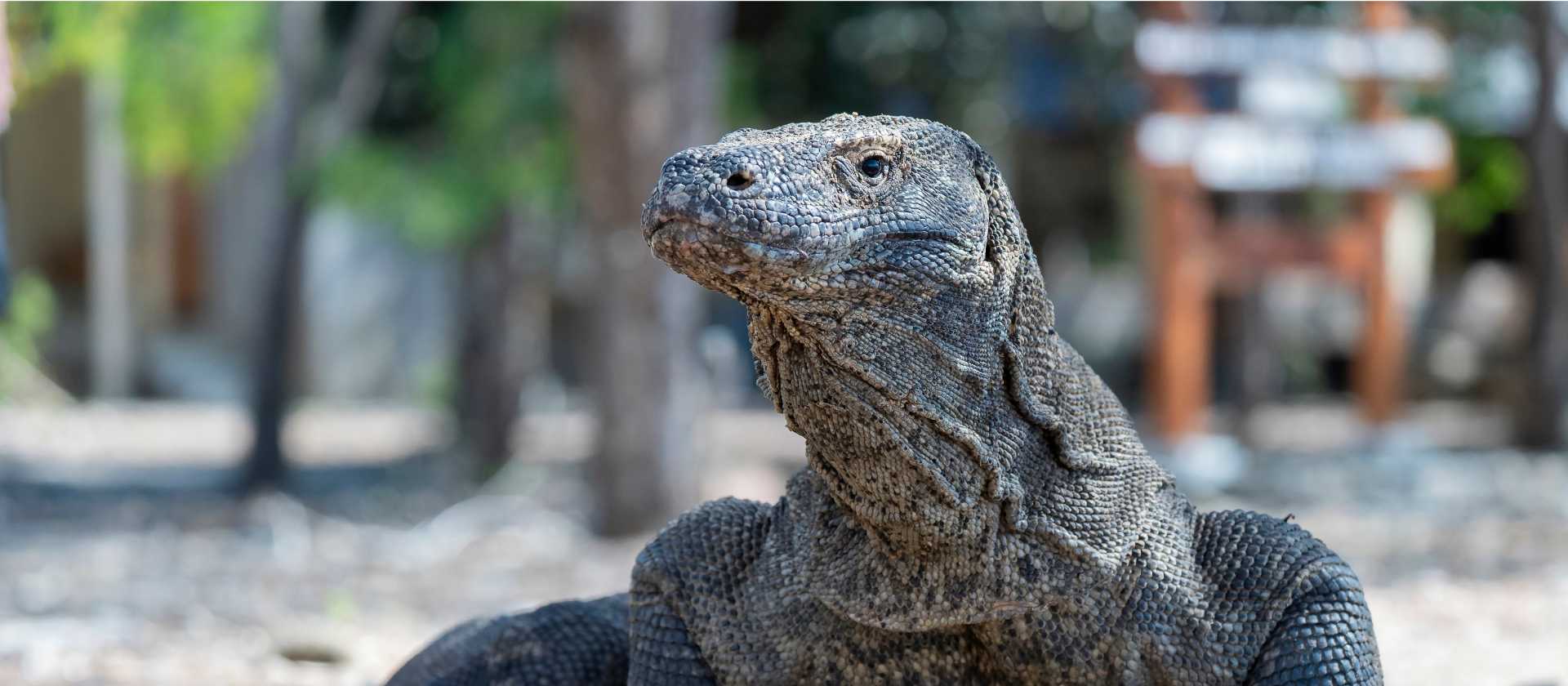 Komodo Dragon | Fiona Wardle