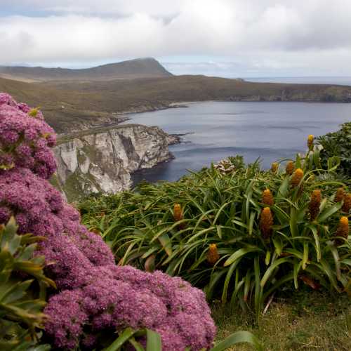 Mega Herbs of New Zealands sub antarctic islands