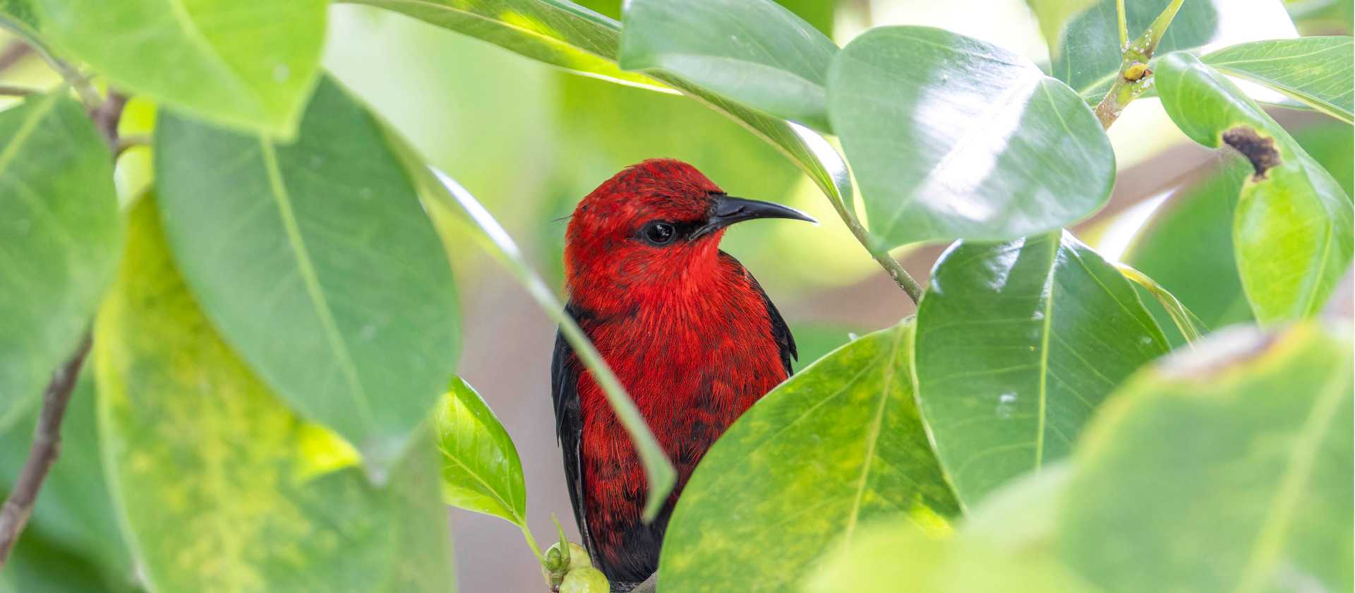 A brightly coloured Micronesian Myzomela | Oscar Thomas