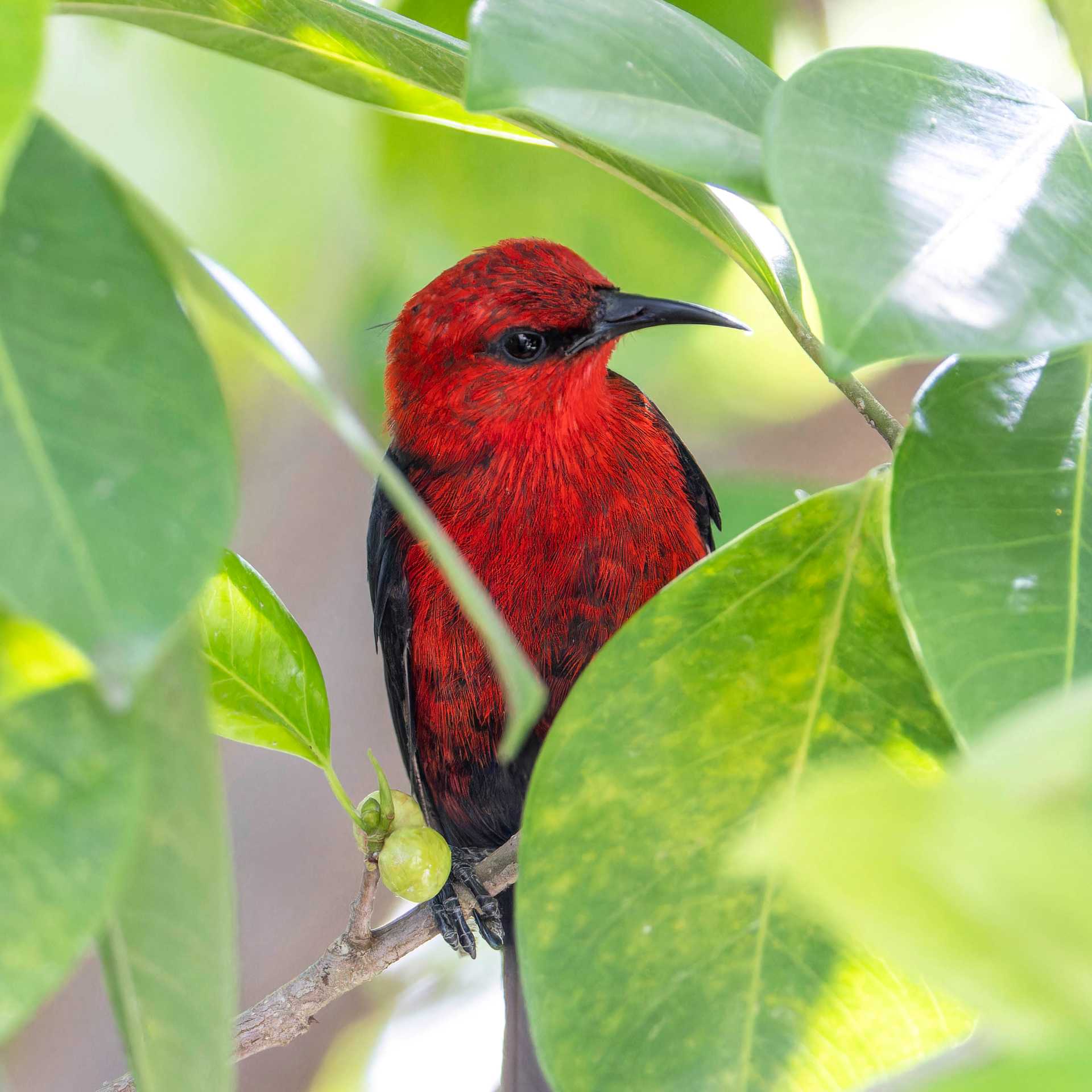 A brightly coloured Micronesian Myzomela | Oscar Thomas